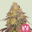 Legendary OG Punch (Royal Queen Seeds) feminizovaná