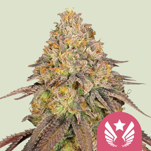Legendary OG Punch (Royal Queen Seeds) feminizovaná