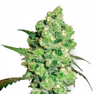 Super Skunk (White Label) feminizovan&aacute;