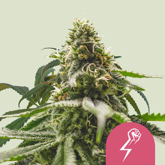 Green Crack Punch (Royal Queen Seeds) feminizovan&aacute;