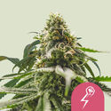 Green Crack Punch (Royal Queen Seeds) feminizovaná