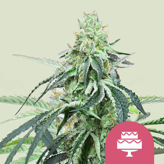 Wedding Gelato (Royal Queen Seeds) feminizovan&aacute;