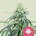 Wedding Gelato (Royal Queen Seeds) feminizovaná