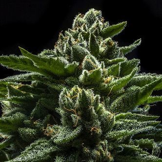DO-G (Ripper Seeds) feminizovan&aacute;
