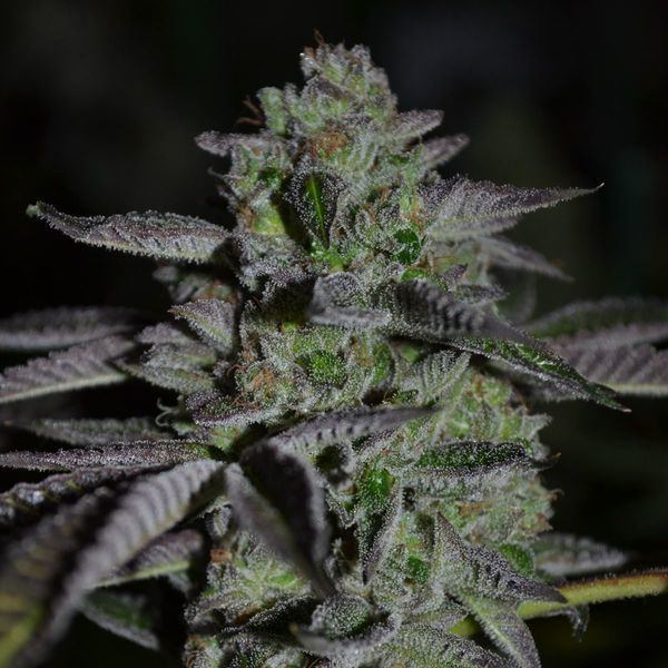 Chempie (Ripper Seeds) feminizovaná