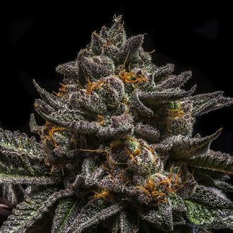 Brain Cake (Ripper Seeds) feminizovan&aacute;