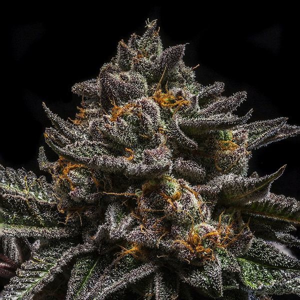 Brain Cake (Ripper Seeds) feminizovaná