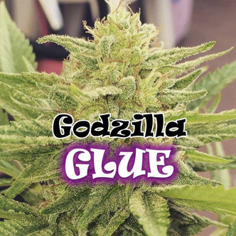 Godzilla Glue (Dr. Underground) feminizovan&aacute;