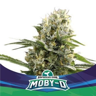 Moby-D XXL Samonakv&eacute;tac&iacute; (BSF Seeds) feminizovan&aacute;