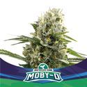 Moby-D XXL Samonakvétací (BSF Seeds) feminizovaná
