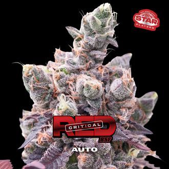 Red Critical Samonakv&eacute;tac&iacute; (BSF Seeds) feminizovan&aacute;