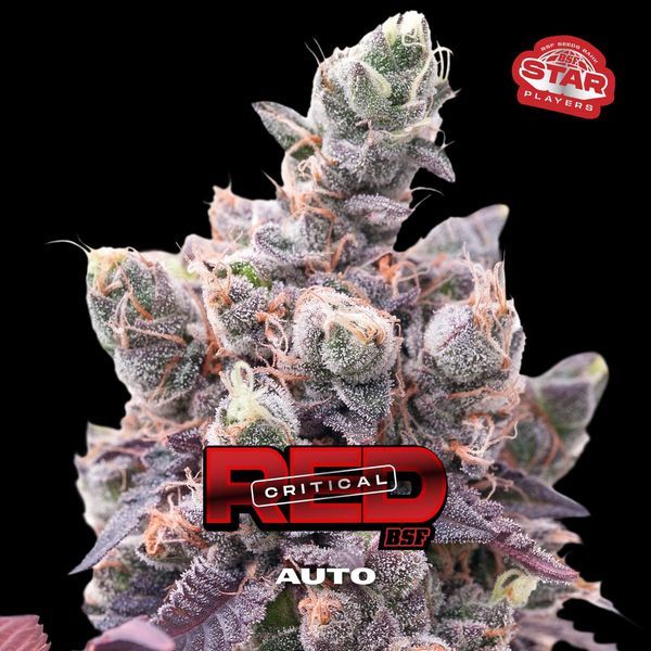 Red Critical Samonakvétací (BSF Seeds) feminizovaná