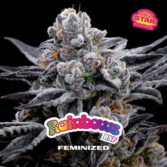 Rainbows (BSF Seeds) feminizovan&aacute;
