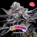 Rainbows (BSF Seeds) feminizovaná