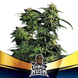 OBG Kush (BSF Seeds) feminizovan&aacute;