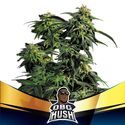 OBG Kush (BSF Seeds) feminizovaná