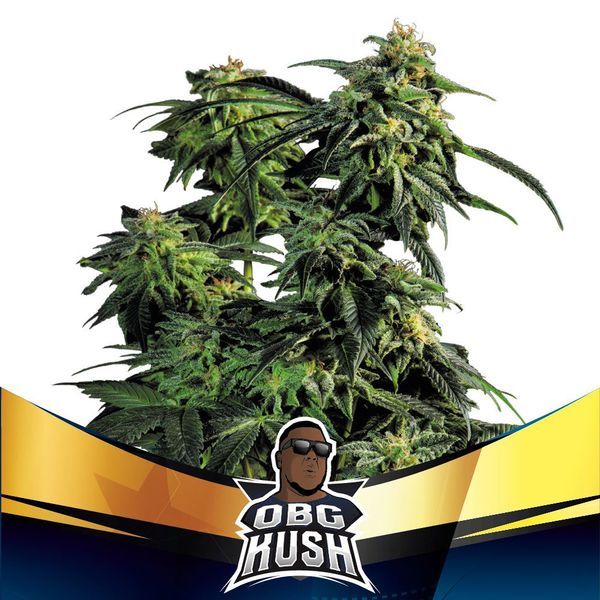 OBG Kush (BSF Seeds) feminizovaná