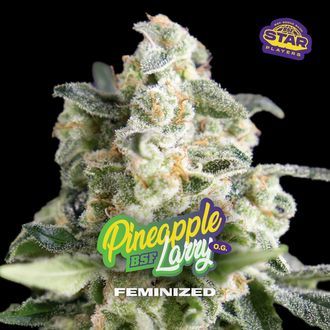 Pineapple Larry OG (BSF Seeds) feminizovan&aacute;