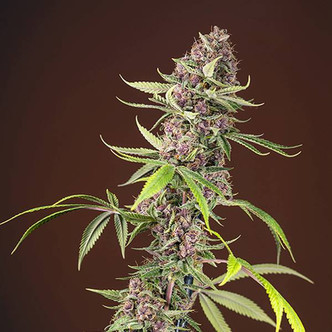 Red Mandarine F1 Fast Version (Sweet Seeds) feminizovan&aacute;