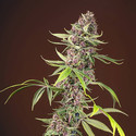 Red Mandarine F1 Fast Version (Sweet Seeds) feminizovaná