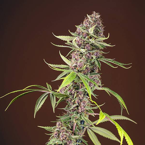 Red Mandarine F1 Fast Version (Sweet Seeds) feminizovaná