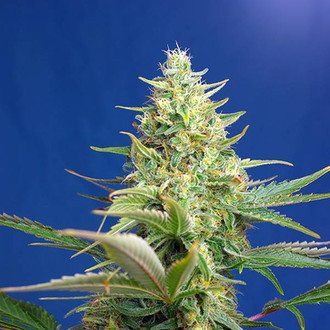 Sweet Pure Auto CBD (Sweet Seeds) feminizovan&aacute;