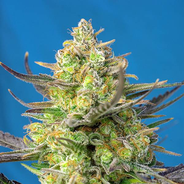 Sweet Cheese XL Auto (Sweet Seeds) feminizovaná