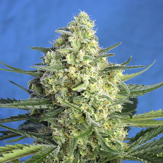 Jack 47 XL Samonakv&eacute;tac&iacute; (Sweet Seeds) feminizovan&aacute;