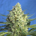 Jack 47 XL Samonakvétací (Sweet Seeds) feminizovaná
