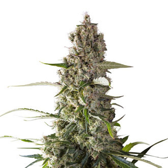 Prima Holandica (Super Sativa Seed Club) regulérní