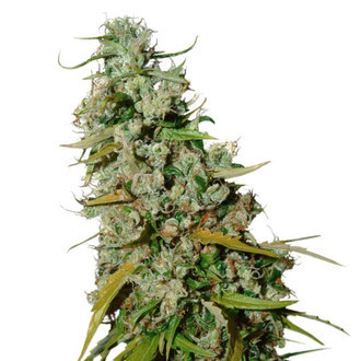 Kees’ Old School Haze (Super Sativa Seed Club) regulérní