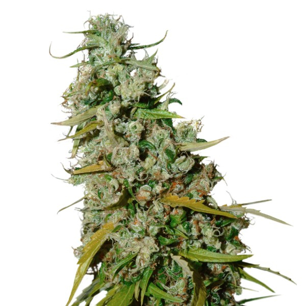 Kees’ Old School Haze (Super Sativa Seed Club) regulérní