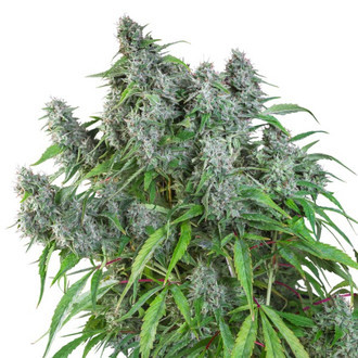 Frosty Friday (Super Sativa Seed Club) regulérní