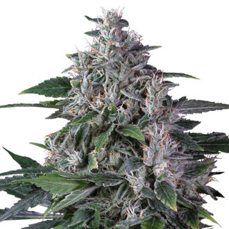 Karel's Haze (Super Sativa Seed Club) regulérní