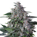 Karel's Haze (Super Sativa Seed Club) regulérní