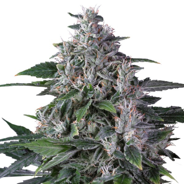 Karel's Haze (Super Sativa Seed Club) regulérní