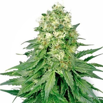 White Widow (White Label) feminizovan&aacute;