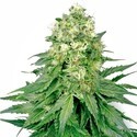 White Widow (White Label) feminizovaná