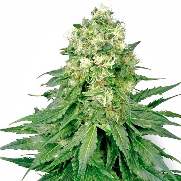 White Widow (White Label) feminizovaná