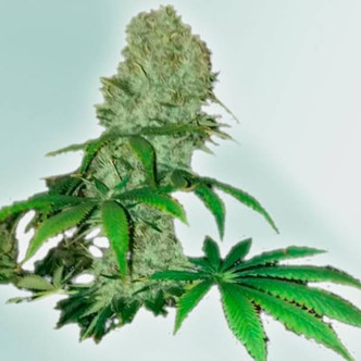 Cure CBD (VIP Seeds) feminizovan&aacute;
