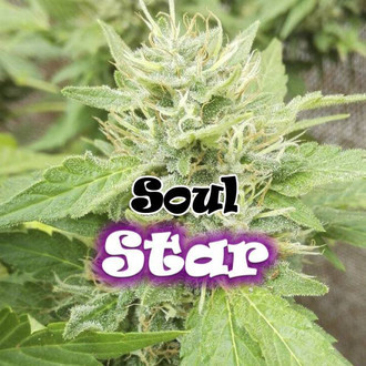 Soul Star (Dr. Underground) feminizovan&aacute;