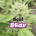 Soul Star (Dr. Underground) feminizovaná