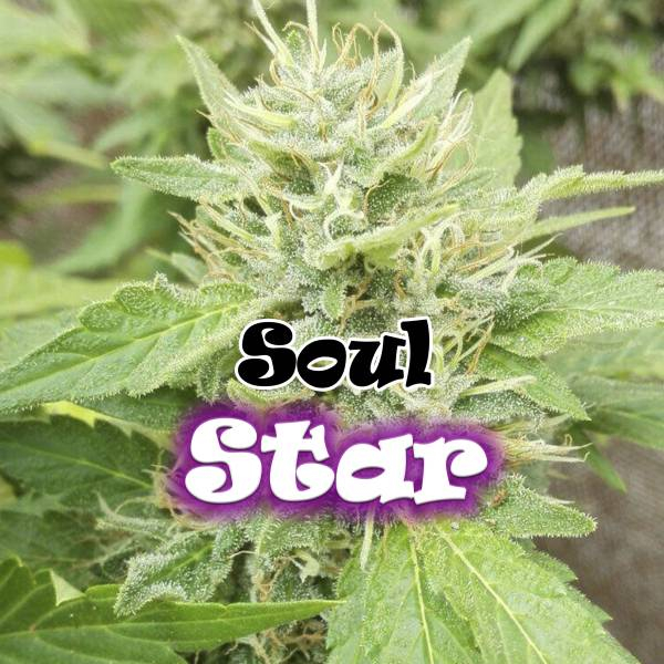 Soul Star (Dr. Underground) feminizovaná