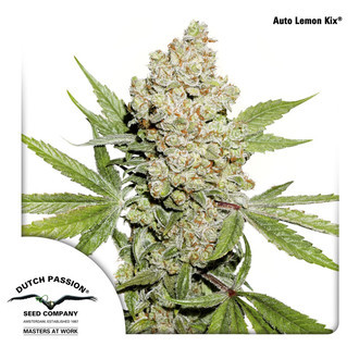 Auto Lemon Kix (Dutch Passion) feminizovan&aacute;