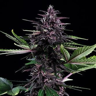 Swiss Dream Rosé Auto CBD (Kannabia) feminizované