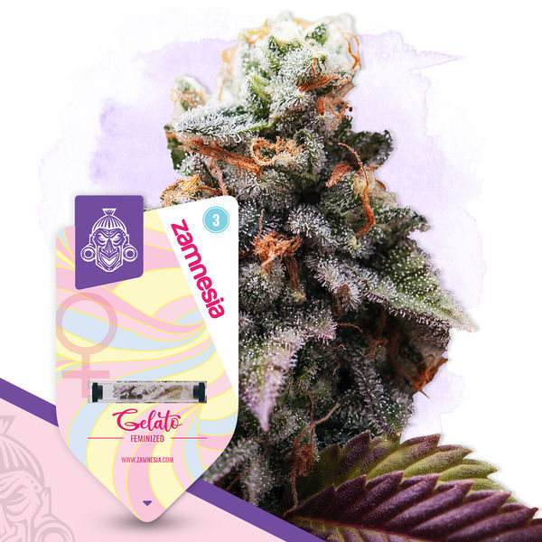 Gelato (Zamnesia Seeds) feminizovaná