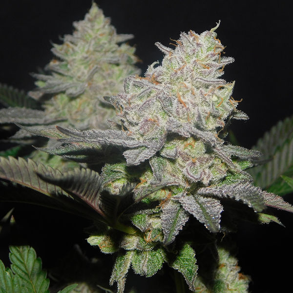 Gelato (Zamnesia Seeds) feminizovaná