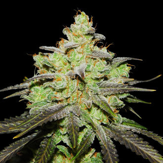Wifi 43 x Do-Si-Dos (Philosopher Seeds x Zamnesia) feminizovaná