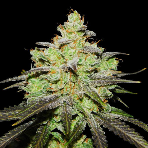 Wifi 43 x Do-Si-Dos (Philosopher Seeds x Zamnesia) feminizovaná