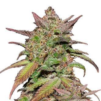 Smoothie Samonakv&eacute;tac&iacute; (FastBuds) feminizovan&aacute;